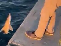 İstanbul'da oltasına camgöz cinsi yavru köpek balığı takıldı