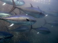 Suşi yapımında kullanılan orkinosta ihracat yüzde 40 arttı