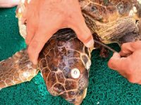 Şamandıra halatına takılan caretta kurtarıldı