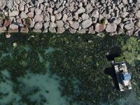 İzmir Körfezi deniz maruluyla yeşile büründü