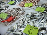 Batı Karadeniz'de tezgahlar balıklarla şenlendi