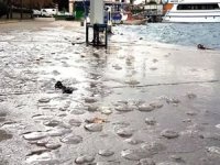 Erdek'te lodos nedeniyle denizanaları sahile vurdu