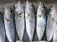 Palamut tezgahta yerini çinekopa bıraktı