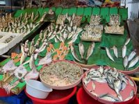 Balık tezgahlarında palamutun yerini çinekop ve hamsi aldı