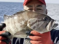 50 yıl sonra ilk kez Kuzey Ege'de görüldü