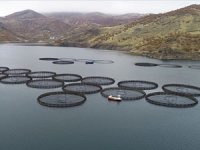 Anadolu'daki barajlarda yetiştirilen alabalıklar 36 ülkeye ihraç ediliyor