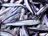 Hava koşulları hamsi ihracatını olumsuz etkiledi