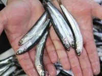 Karadeniz'de avlanan ince hamsi, diğer balık çeşitlerini tehdit ediyor