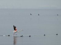 İzmit Körfezi göçmen kuşlara ev sahipliği yapıyor