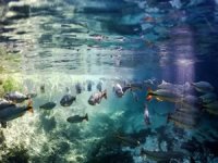 COP 15'te doğayı korumak için 'tarihi' anlaşma