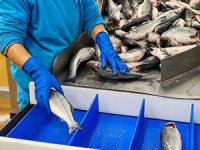 Muğla'nın su ürünleri ihracatı 1 milyar doları geçti