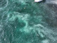 İstanbul Boğazı'nda deniz anası istilası