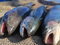 Türk somonu Norveç somonuna rakip