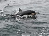 Yunuslar denizlerdeki gürültü kirliliği sebebiyle birbirlerine "bağırmak zorunda kalıyor"