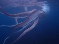 Nadir görülen dev kalamar Japon çiftin kadrajına yakalandı