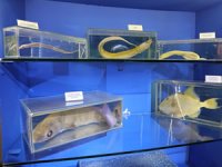 Deniz Biyoloji Müzesi’ndeki balıklar yenilenecek