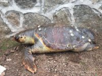 100 kiloluk deniz kaplumbağası kıyıya vurdu