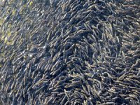 Cumhuriyetin 100. yılında 100 milyon yavru balık kaynaklara bırakılacak