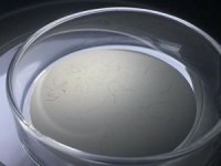 İzmit Körfezi'ndeki her 10 balıktan 4'ünde mikroplastik tespit edildi