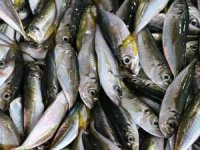 Ramazanda tezgahların gözdesi "istavrit" oldu