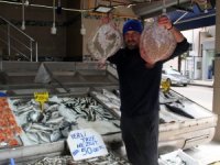 Ağlara takılan kalkan balıkları balıkçıların yüzünü güldürdü