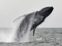Her yıl binlerce balina, gemiler tarafından öldürülüyor: Kurtarmak için ne yapılabilir?