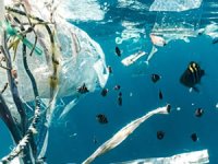 Büyük Pasifik’in ortasındaki çöp alanlarında deniz canlısı türleri gelişmeye başladı