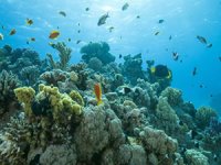 Galapagos Adaları'nda el değmemiş mercan resifi keşfedildi