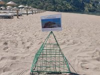 Muğla'da caretta carettalar İztuzu sahiline yumurta bırakmaya başladı