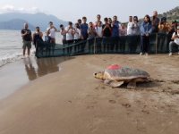 Muğla'da uydu takip cihazı takılan caretta caretta denize bırakıldı