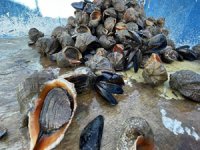 Türkiye'nin deniz salyangozu ihracatı 7,2 milyon doları aştı