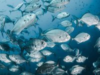 Türkiye'nin deniz ve tatlı su balıkları "kırmızı liste" ile korunacak