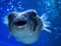 İstilacı balık türleri dünyada 345 milyar dolarlık kayba neden oluyor