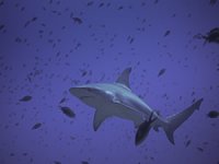 Köpekbalıklarını Yaşat Denizleri Kazan