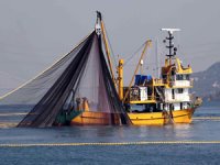 BM Akdeniz Genel Balıkçılık Komisyonundan Karadeniz balıkçılığına dair bilimsel veri tabanı