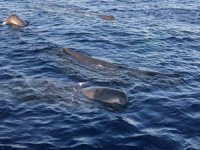 Fethiye ile Kaş açıklarında bir grup ispermeçet türü balina görüntülendi