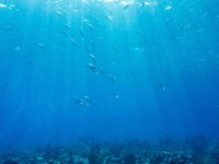 Florida kıyılarında 38 dereceyi aşan okyanus suyu sıcaklığı rekor olabilir