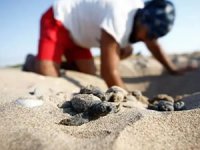 Belek'te 2 bin, Kızılot'ta 1600 caretta caretta yuvası tespit edildi