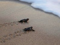 Caretta caretta yavruları denizle buluştu