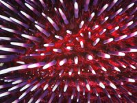 Deniz ekosisteminin belirleyici bir türü olan deniz kestaneleri