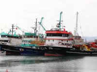 Hamsi bolluğunu duyan balıkçı av için Tekirdağ'a geliyor