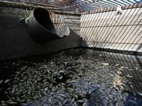 Edirne'de DSİ, kanalda balık ölümleriyle ilgili inceleme yaptı