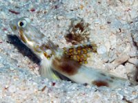Avustralya'daki Büyük Set Resifi'nde yeni bir kaya balığı türü keşfedildi