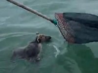 Denizdeki ayı yavrusu balıkçılar tarafından kurtarıldı