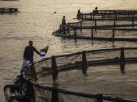 Egeli balıkçıların 11 aylık ihracatı 1 milyar doları aştı