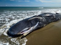 Avustralya'da karaya vuran ispermeçet balinası öldü