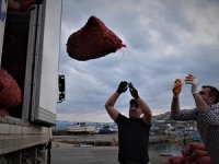 Türkiye'nin 11 aylık deniz salyangozu ihracatı 20,5 milyon doları aştı