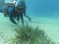 İskenderun Teknik Üniversitesi deniz çayırı ekimi gerçekleştirdi