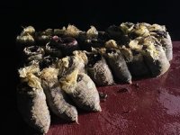 Kaçak midye avlayanlara para cezası