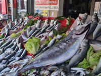 Avlanan torikler tanesi 400 liradan satışa sunuldu